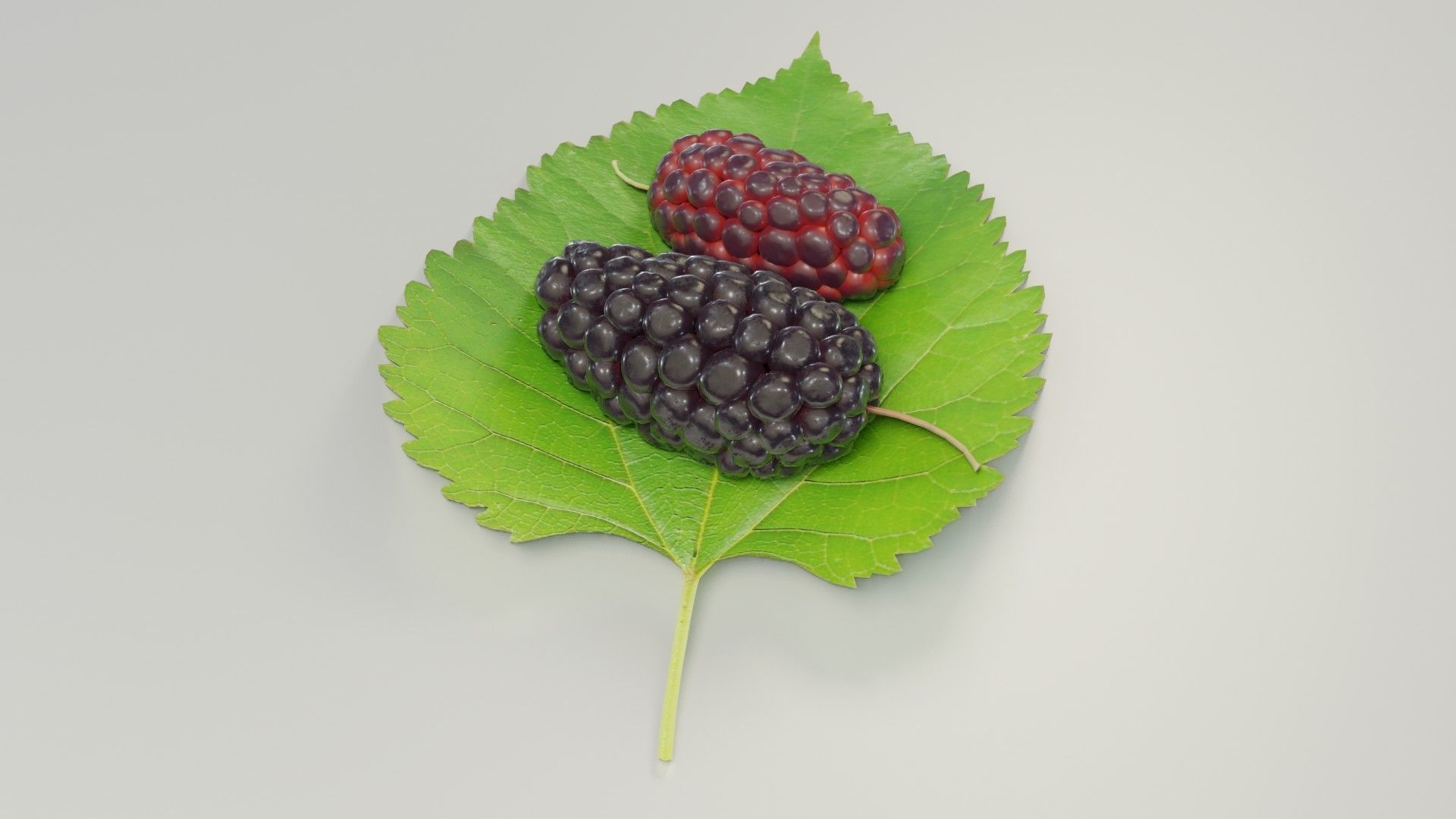 Mulberry 3D Model two berries on leaf 3D model_17