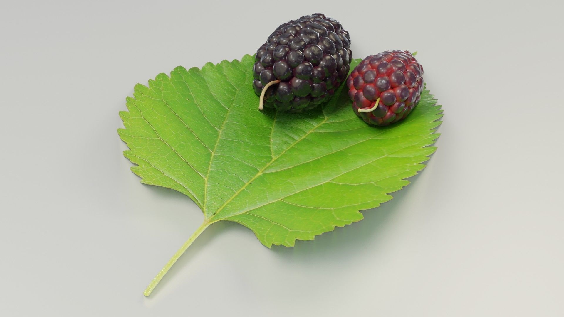 Mulberry 3D Model two berries on leaf 3D model_33