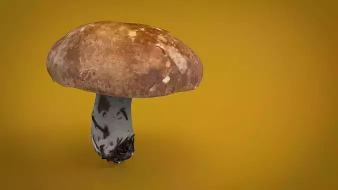 MUSHROOM SHITAKE Low-poly 3D model