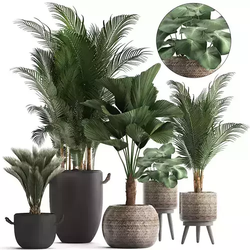 Collection of exotic palm trees in pots 422