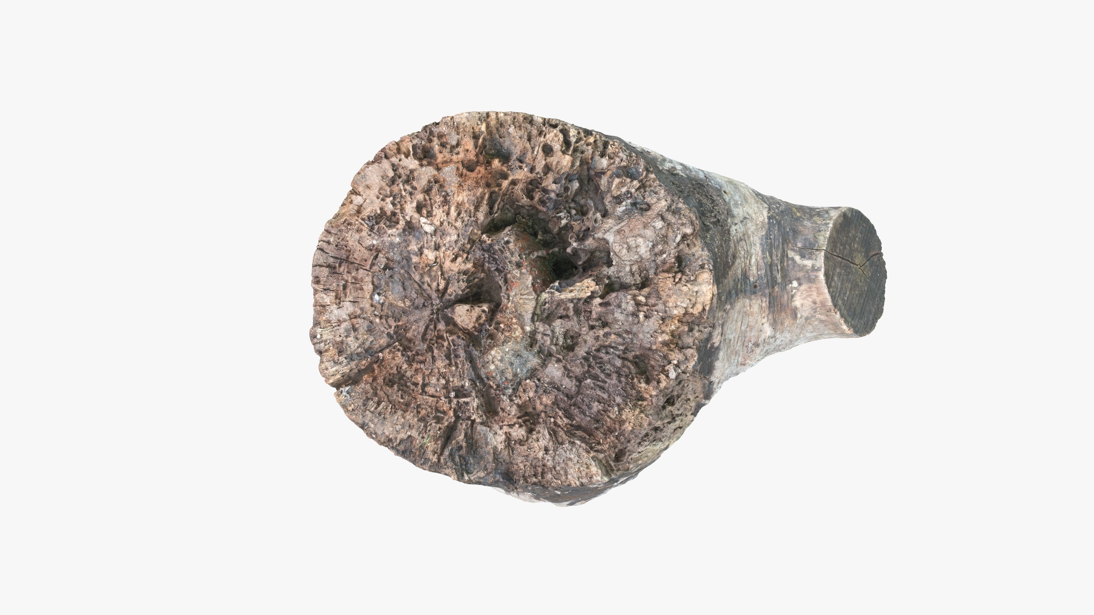 Log Round with Branch Low-poly 3D model_6