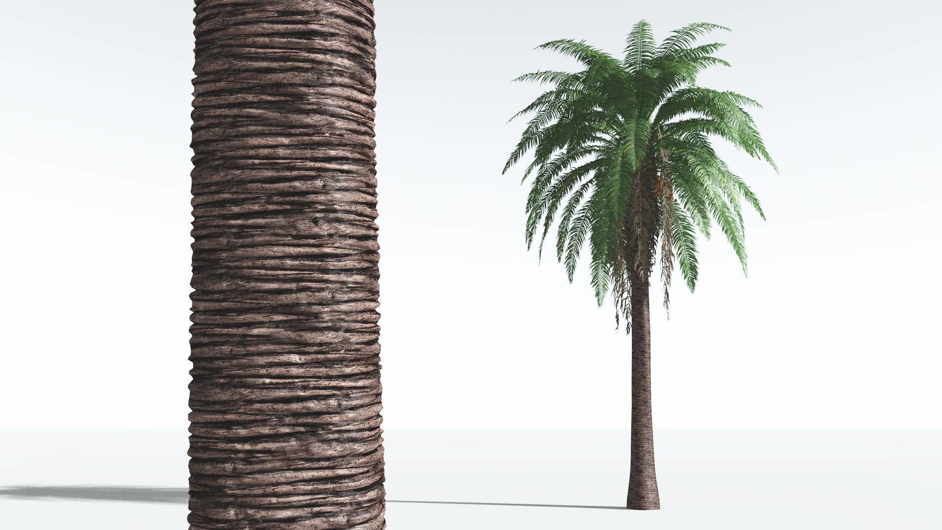 EVERYPlant Date Palm 03 --16 Models--