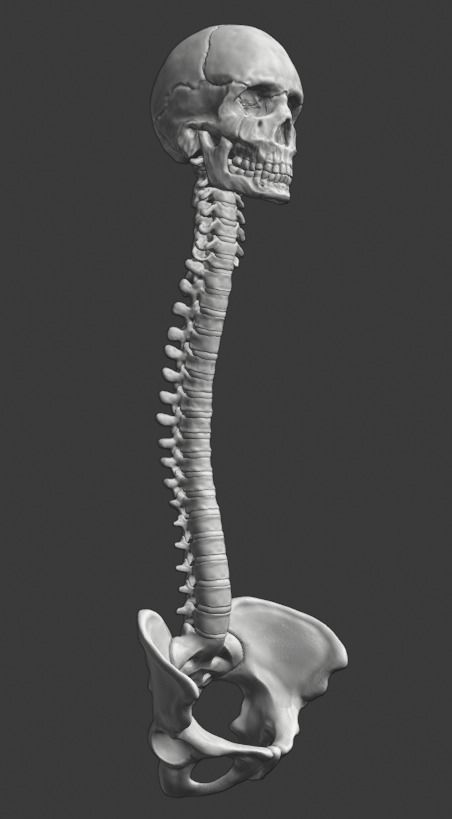 Spine and skull 3D print model_24