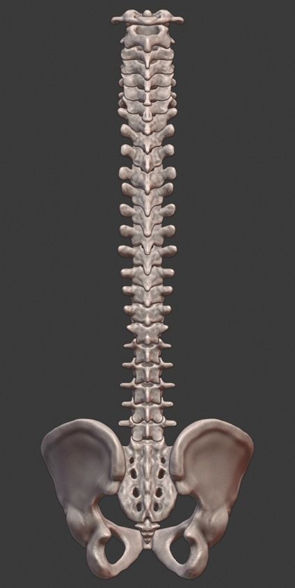 Spine and skull 3D print model_3