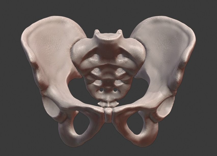 Spine and skull 3D print model_22