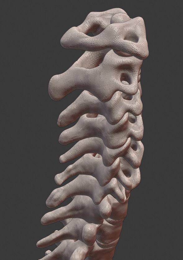 Spine and skull 3D print model_6