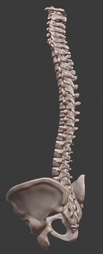 Spine and skull 3D print model_2