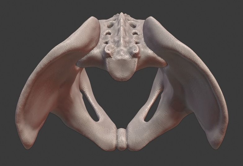 Spine and skull 3D print model_19