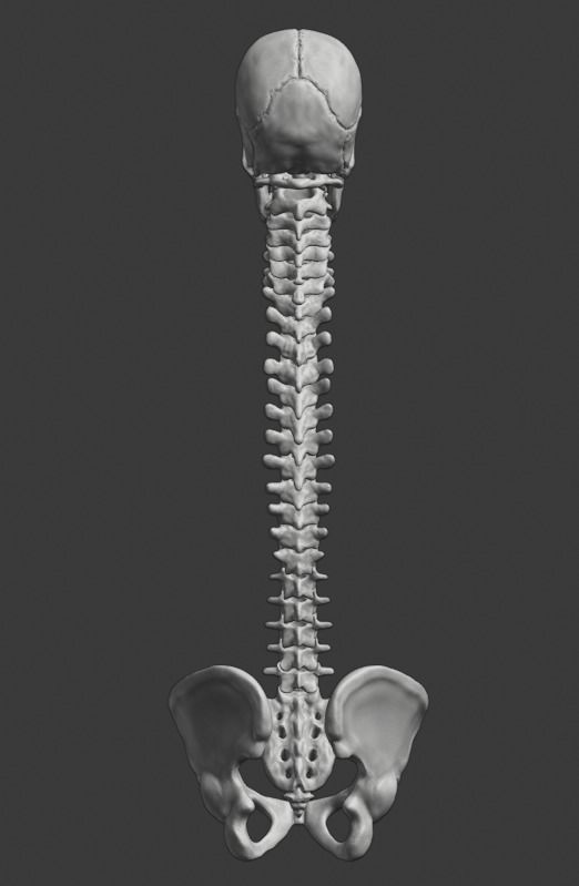 Spine and skull 3D print model_26