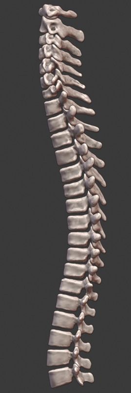 Spine and skull 3D print model_4