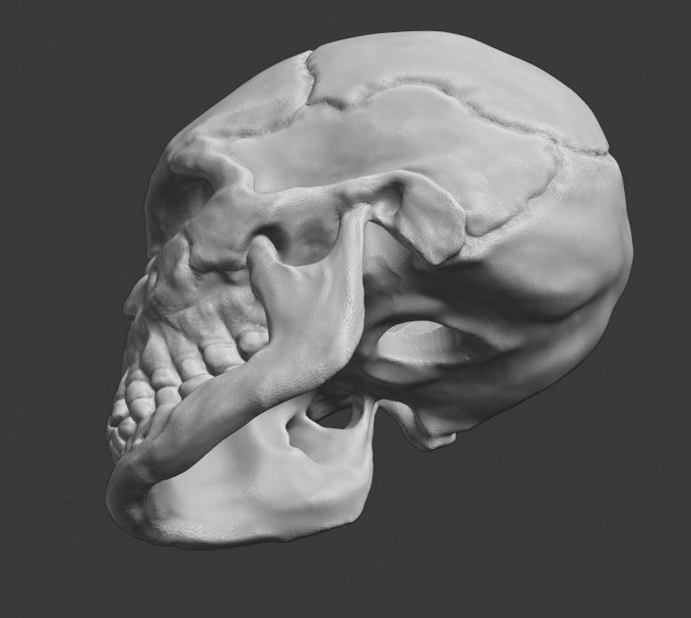 Spine and skull 3D print model_33