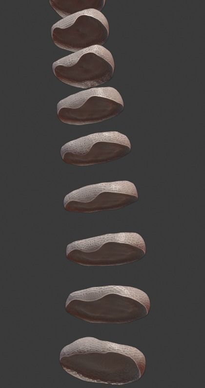 Spine and skull 3D print model_13