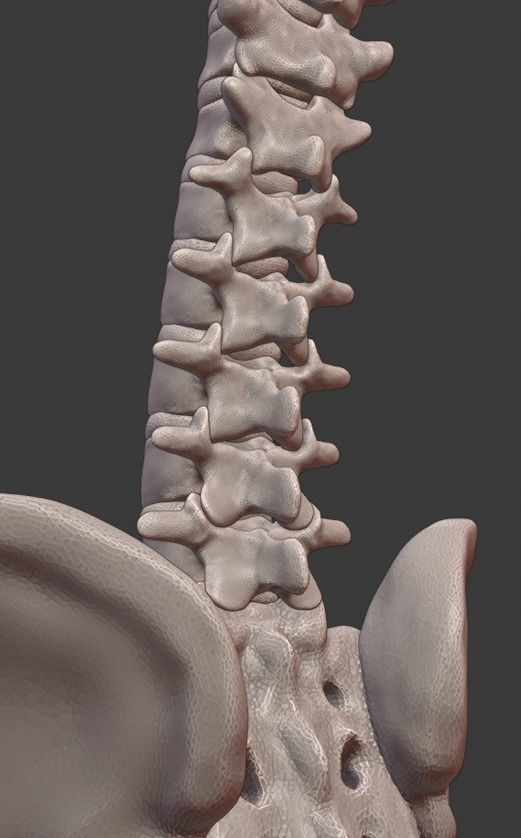Spine and skull 3D print model_5