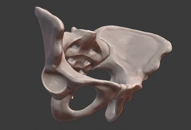 Spine and skull 3D print model_21