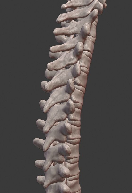 Spine and skull 3D print model_7