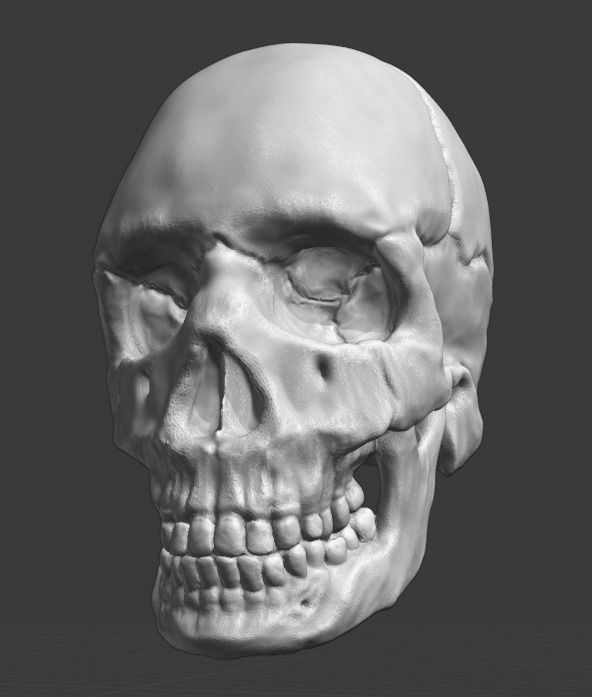Spine and skull 3D print model_28