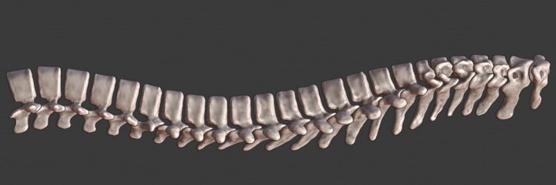 Spine and skull 3D print model_9