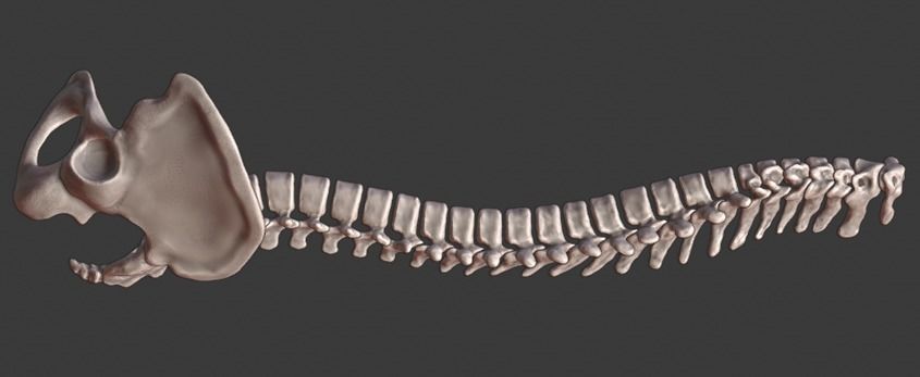 Spine and skull 3D print model_10