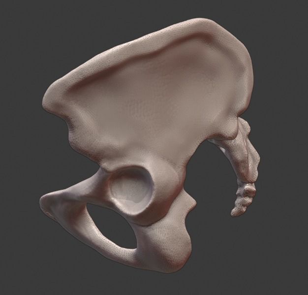 Spine and skull 3D print model_23