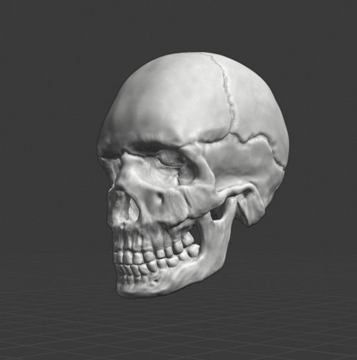 Spine and skull 3D print model_27