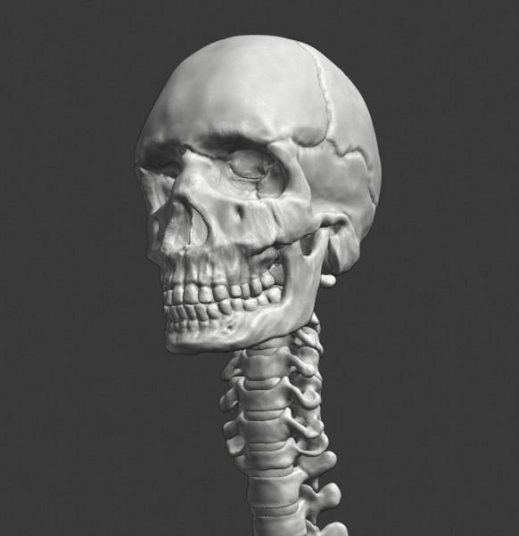 Spine and skull 3D print model_29