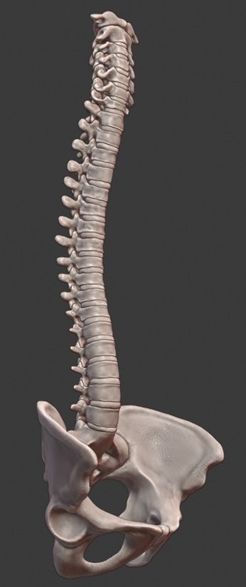 Spine and skull 3D print model_8