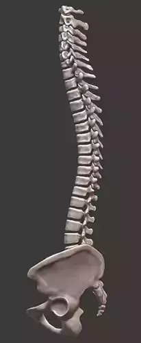 Spine and skull 3D print model