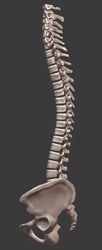Spine and skull 3D print model_0