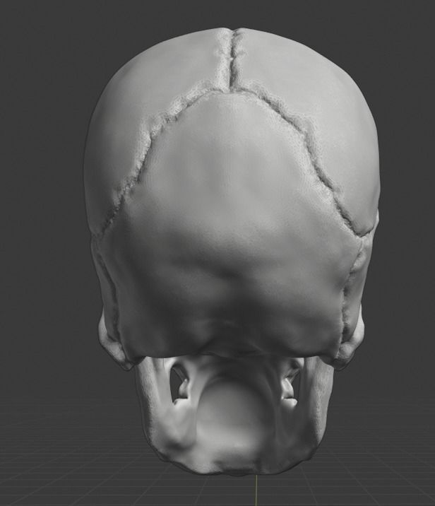 Spine and skull 3D print model_32