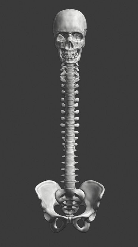 Spine and skull 3D print model_25