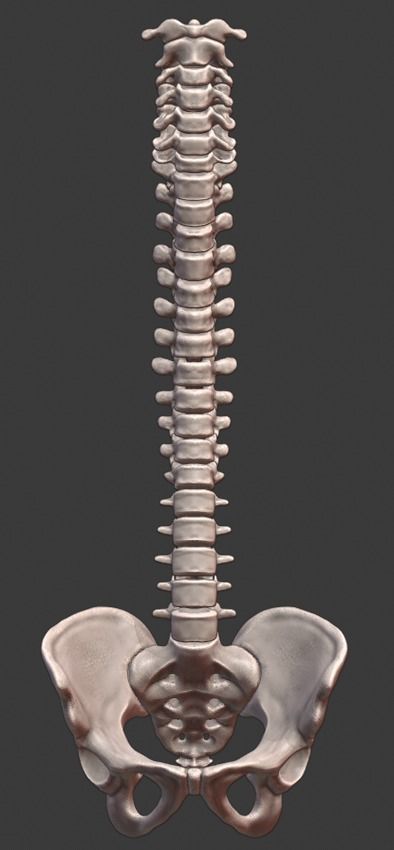 Spine and skull 3D print model_1