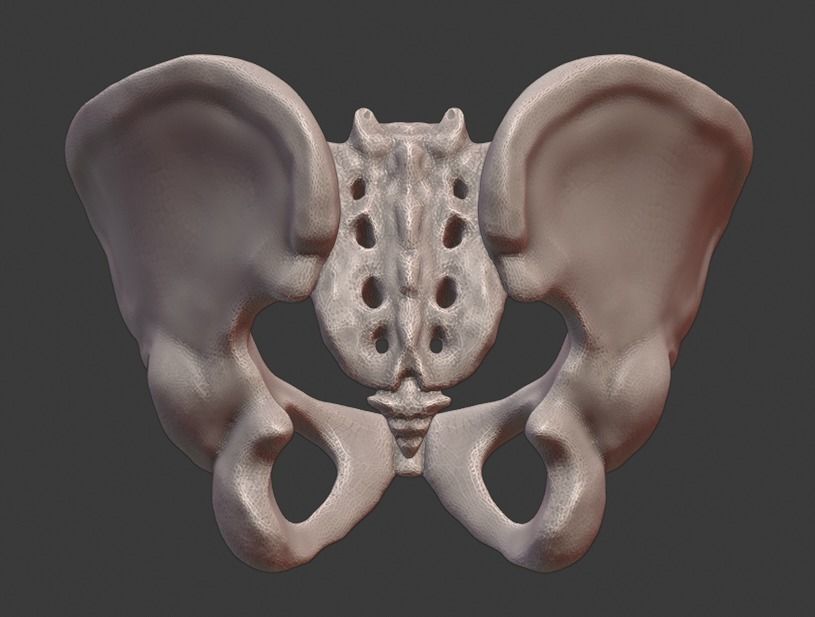 Spine and skull 3D print model_20