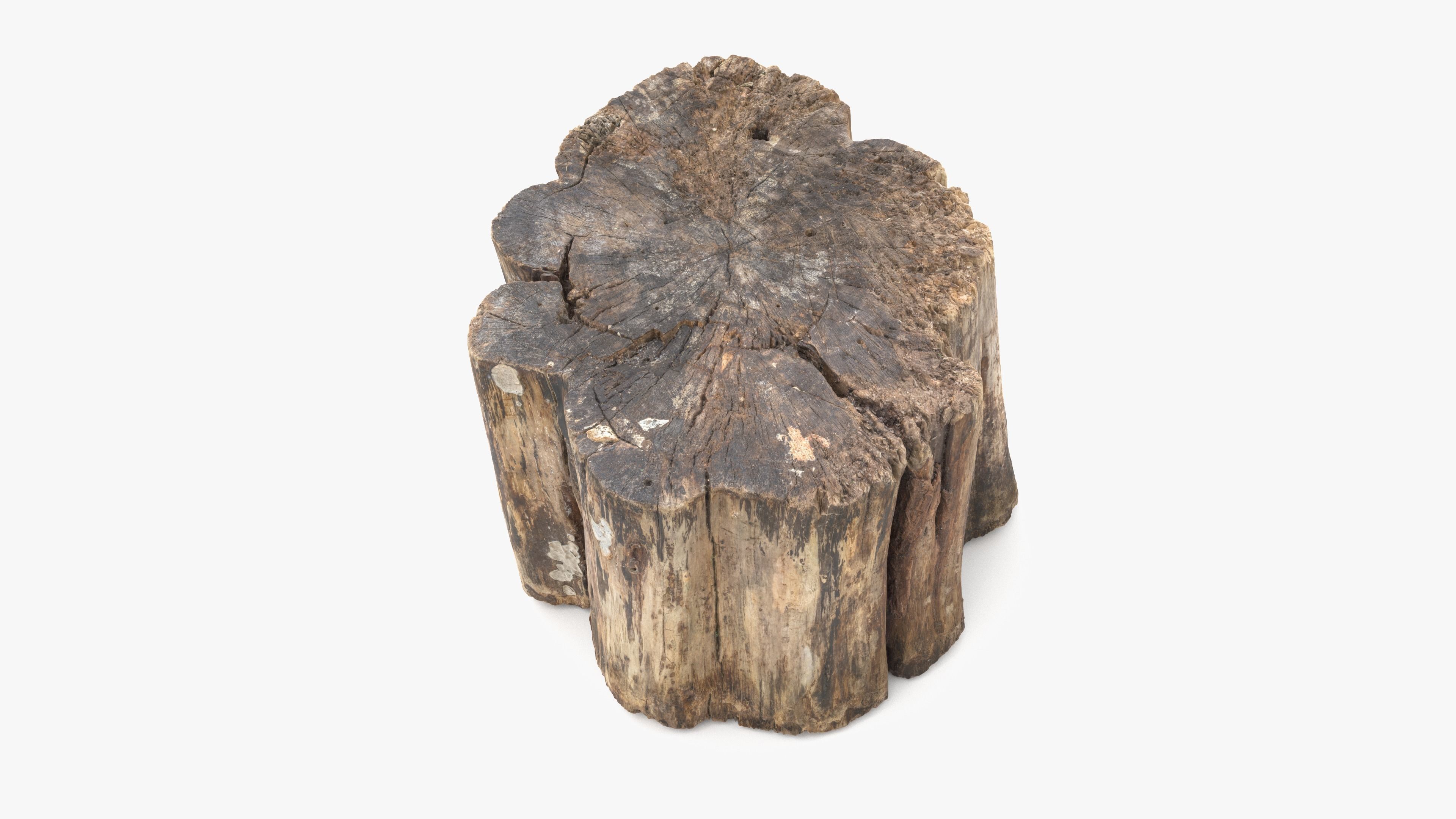 Log Rotten Low-poly 3D model_7
