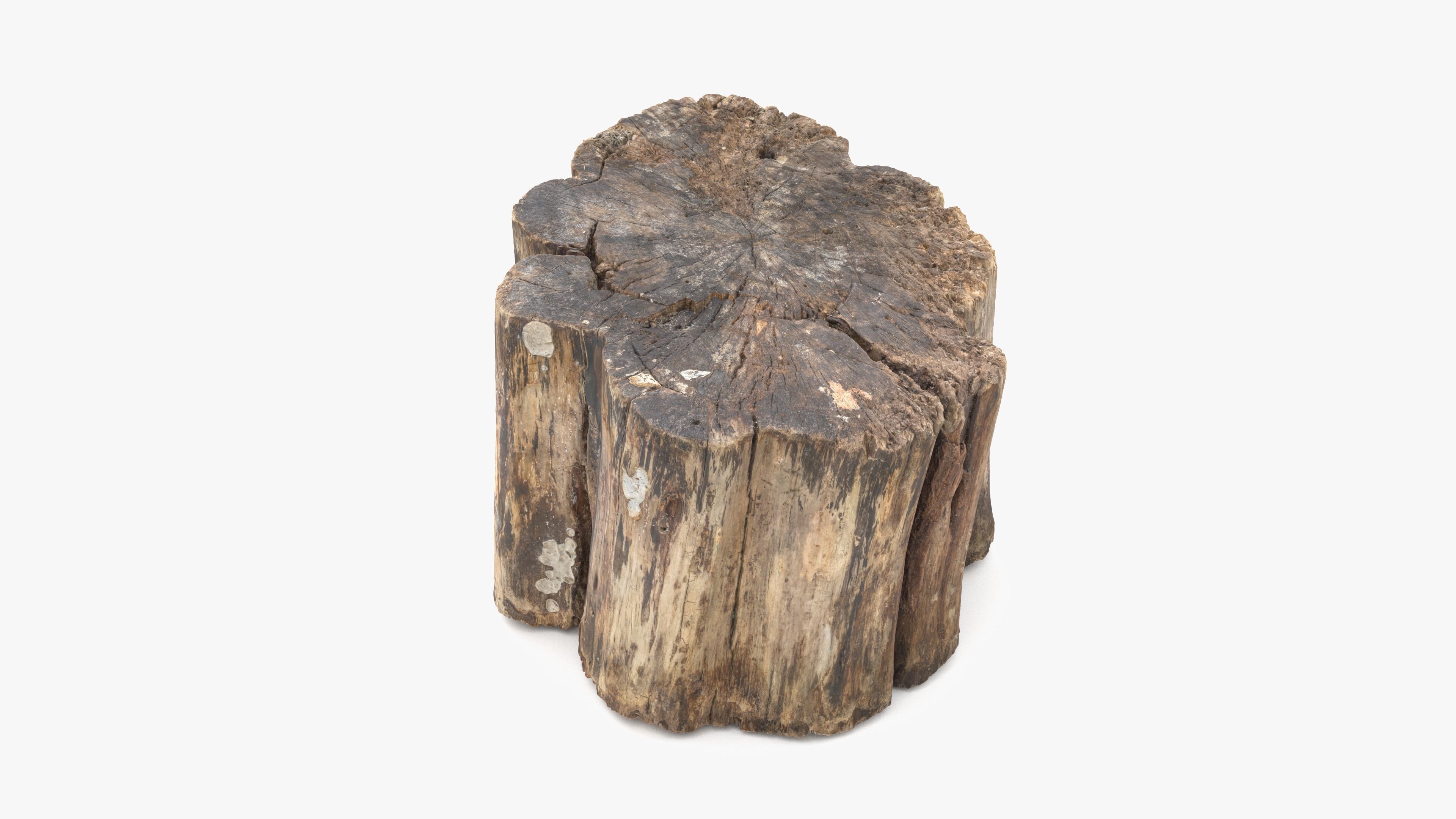 Log Rotten Low-poly 3D model_18