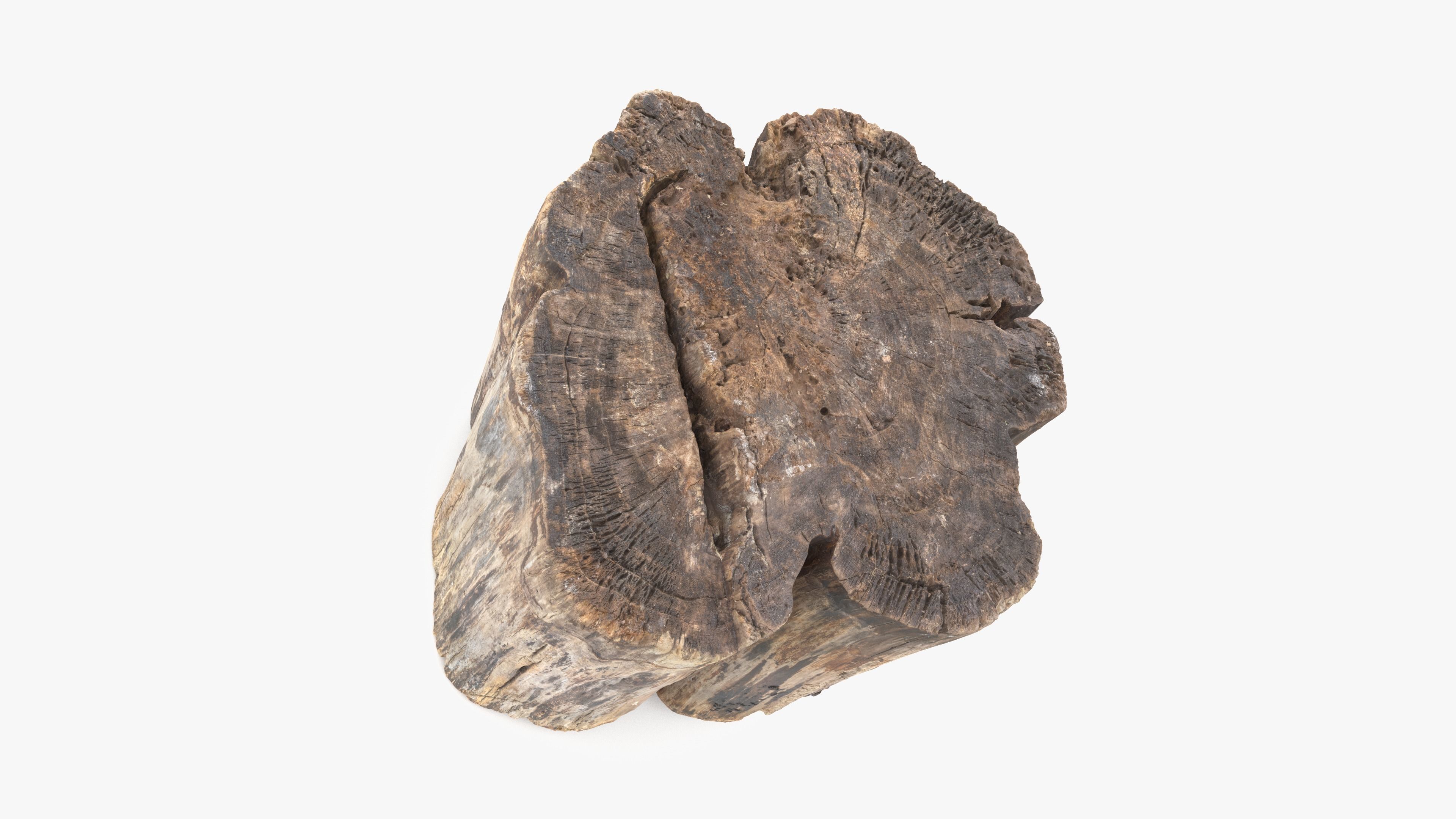 Log Rotten Low-poly 3D model_9