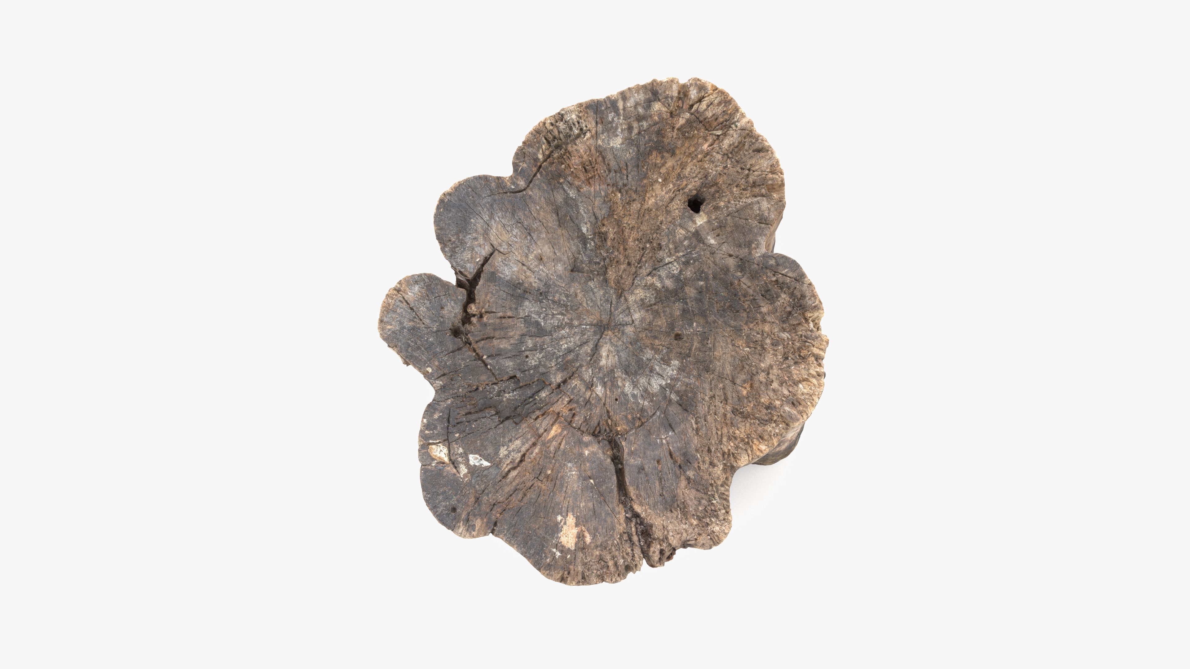 Log Rotten Low-poly 3D model_8