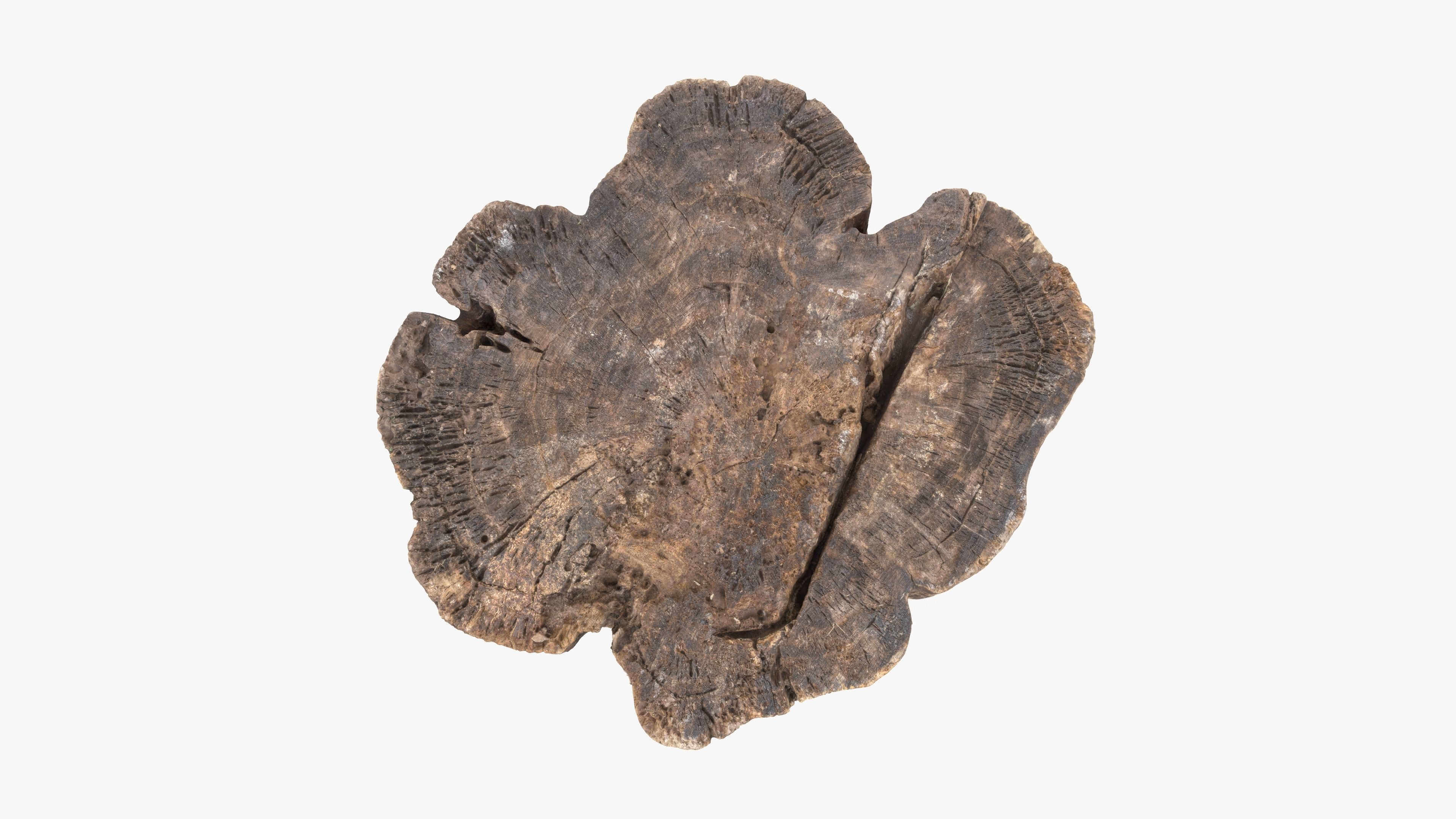 Log Rotten Low-poly 3D model_12