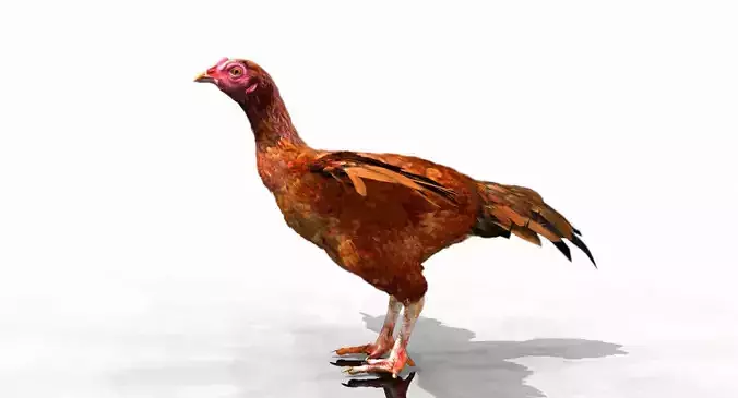 hen 3d hi details model