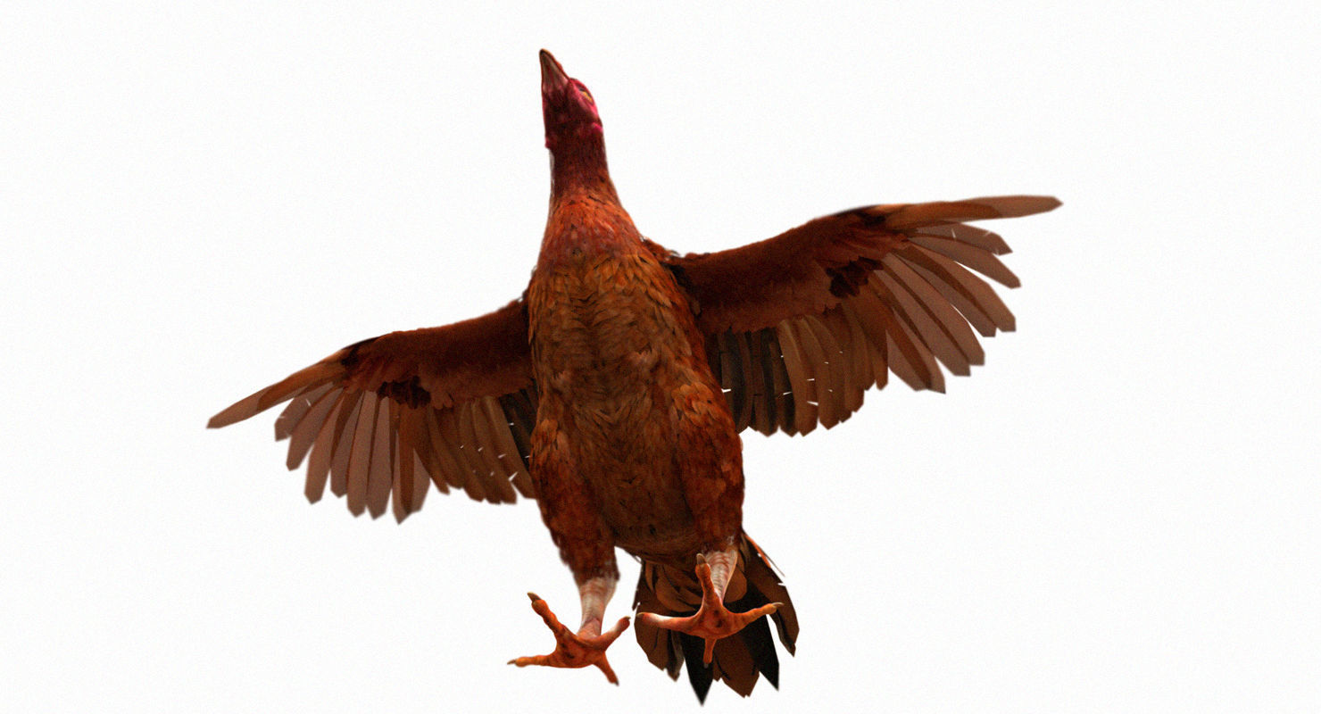 hen 3d hi details model 3D model_22