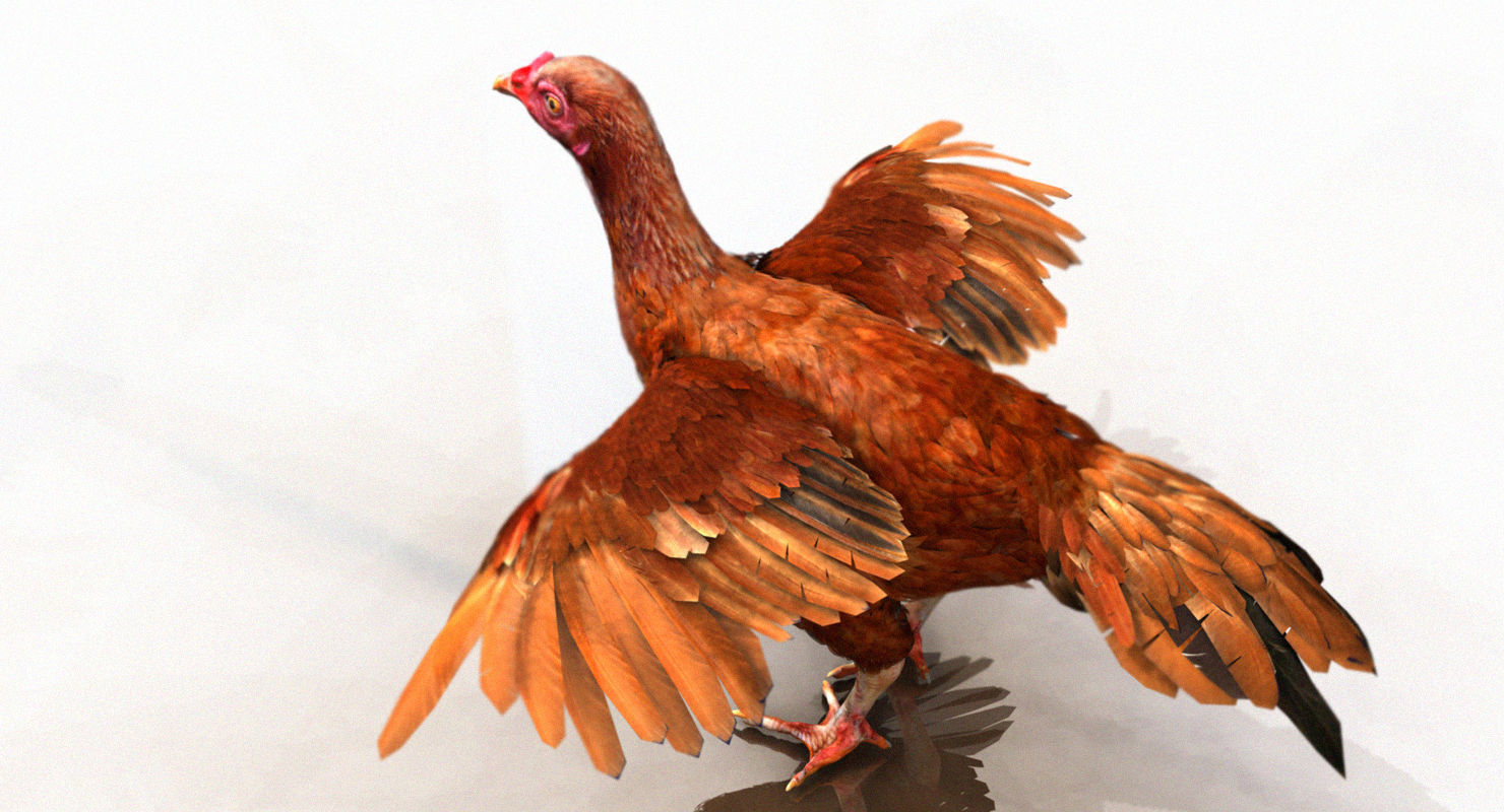 hen 3d hi details model 3D model_19