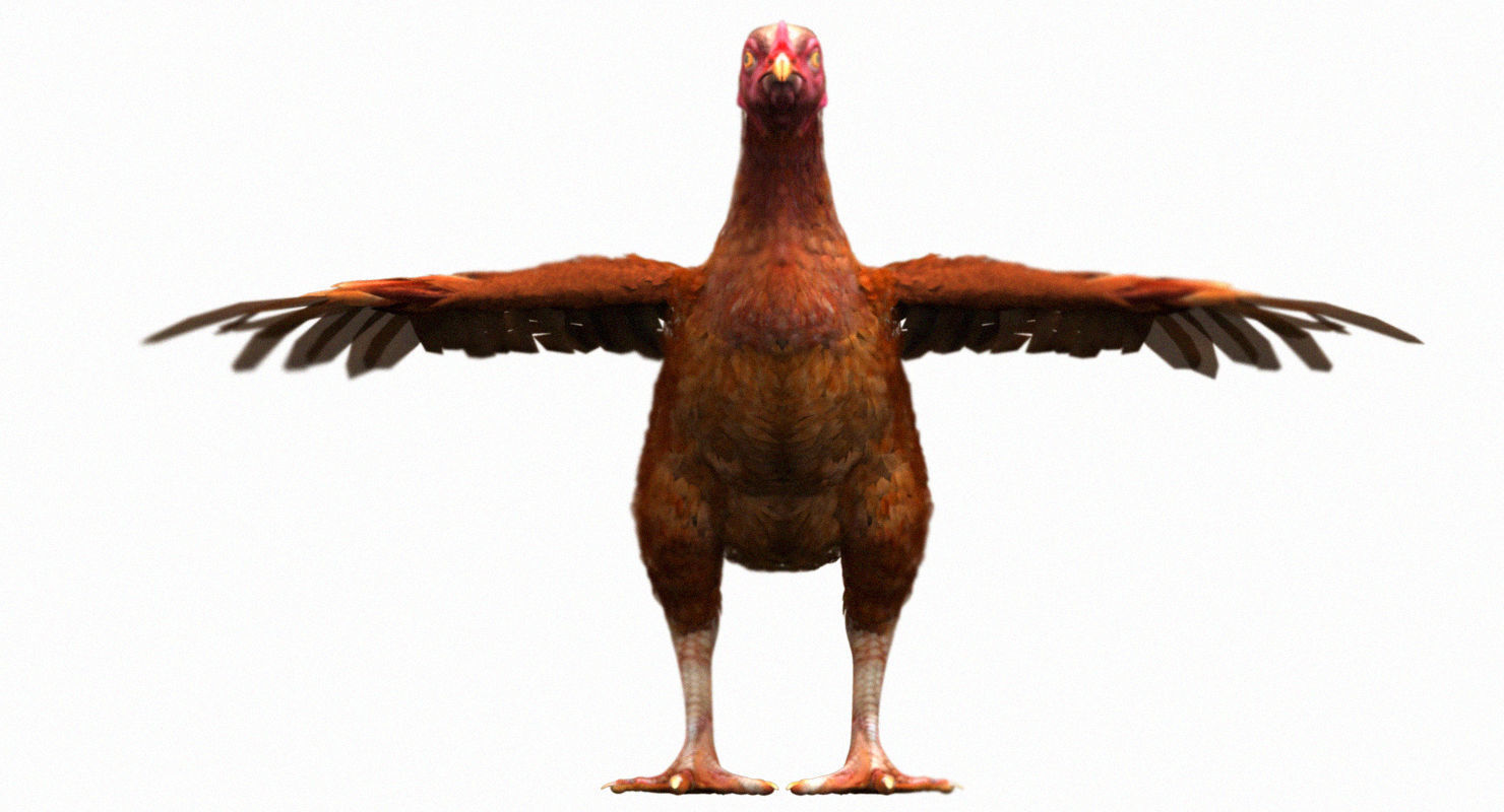 hen 3d hi details model 3D model_20