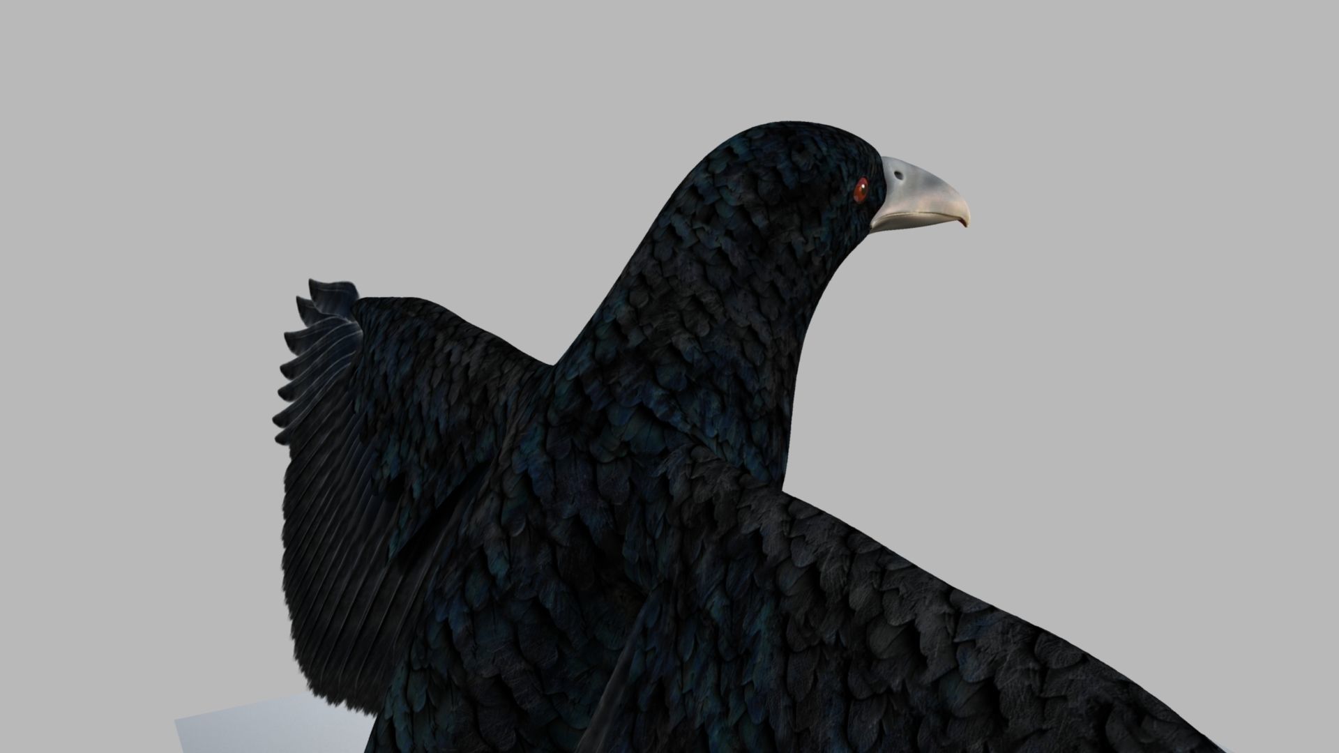 Kokila crow 3D model_5