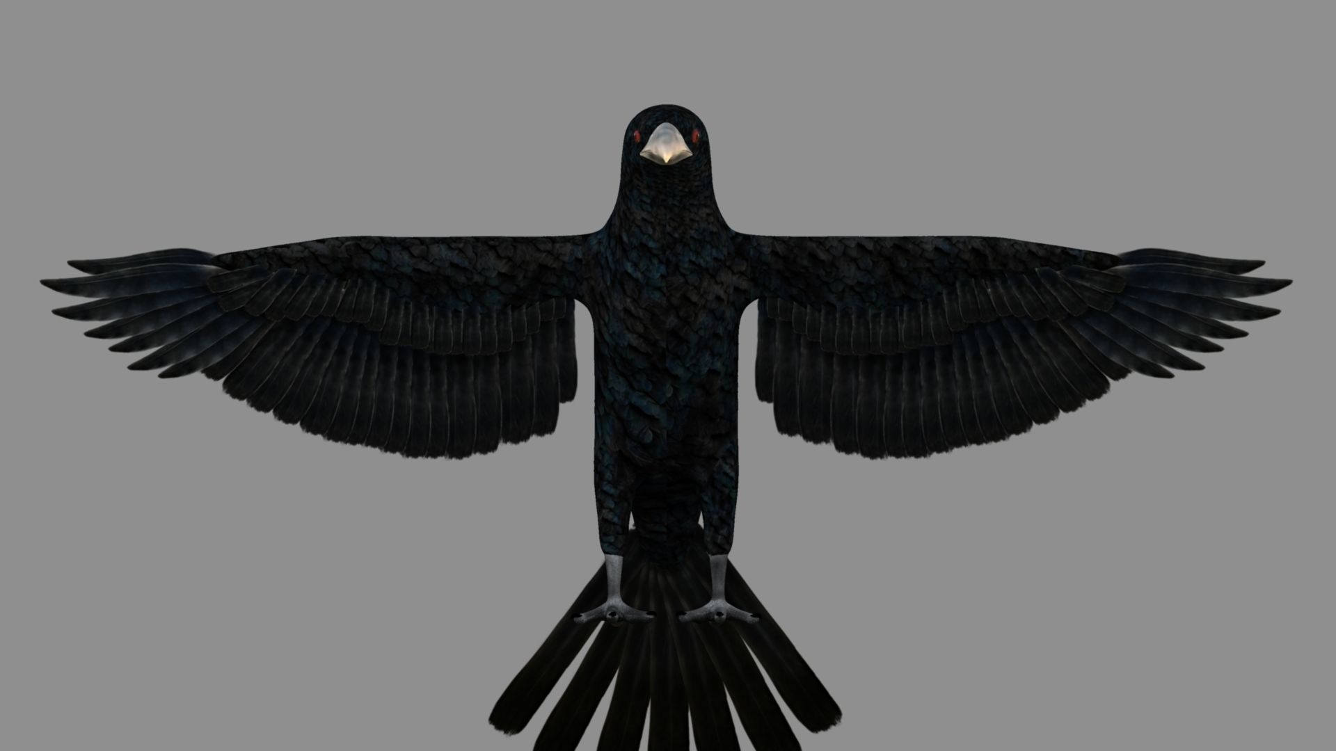 Kokila crow 3D model_12