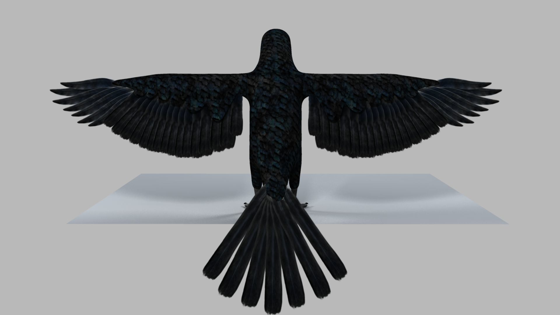 Kokila crow 3D model_11