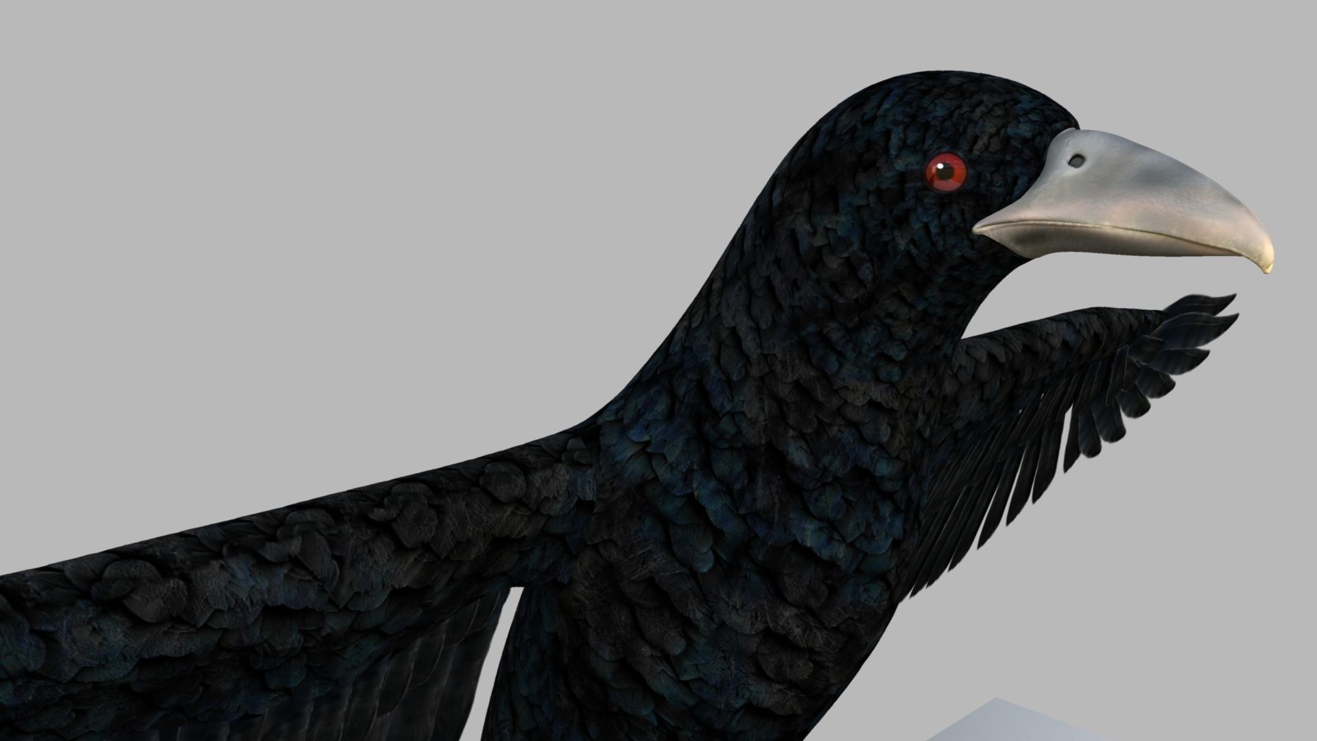 Kokila crow 3D model_3