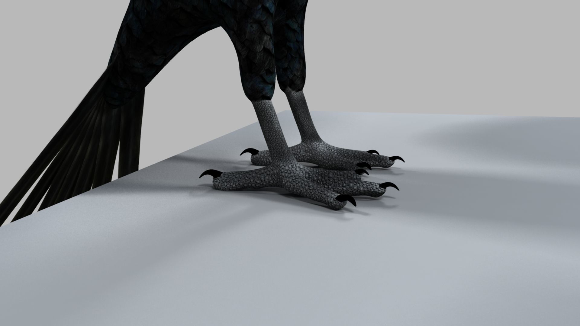 Kokila crow 3D model_14