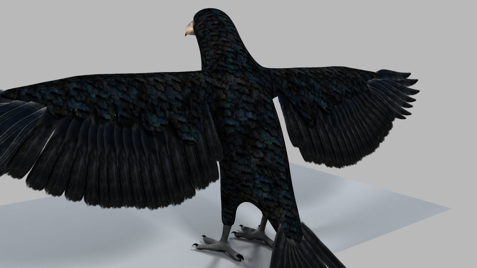 Kokila crow 3D model_8