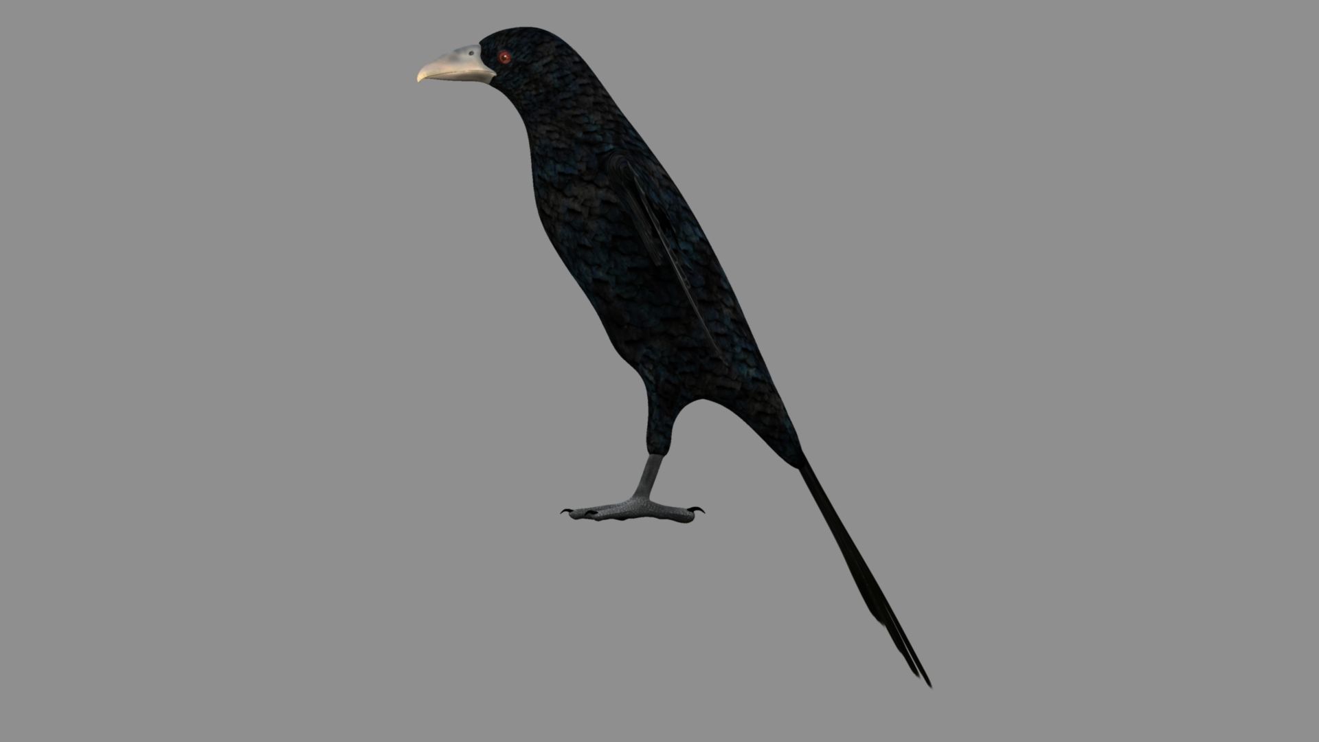 Kokila crow 3D model_24