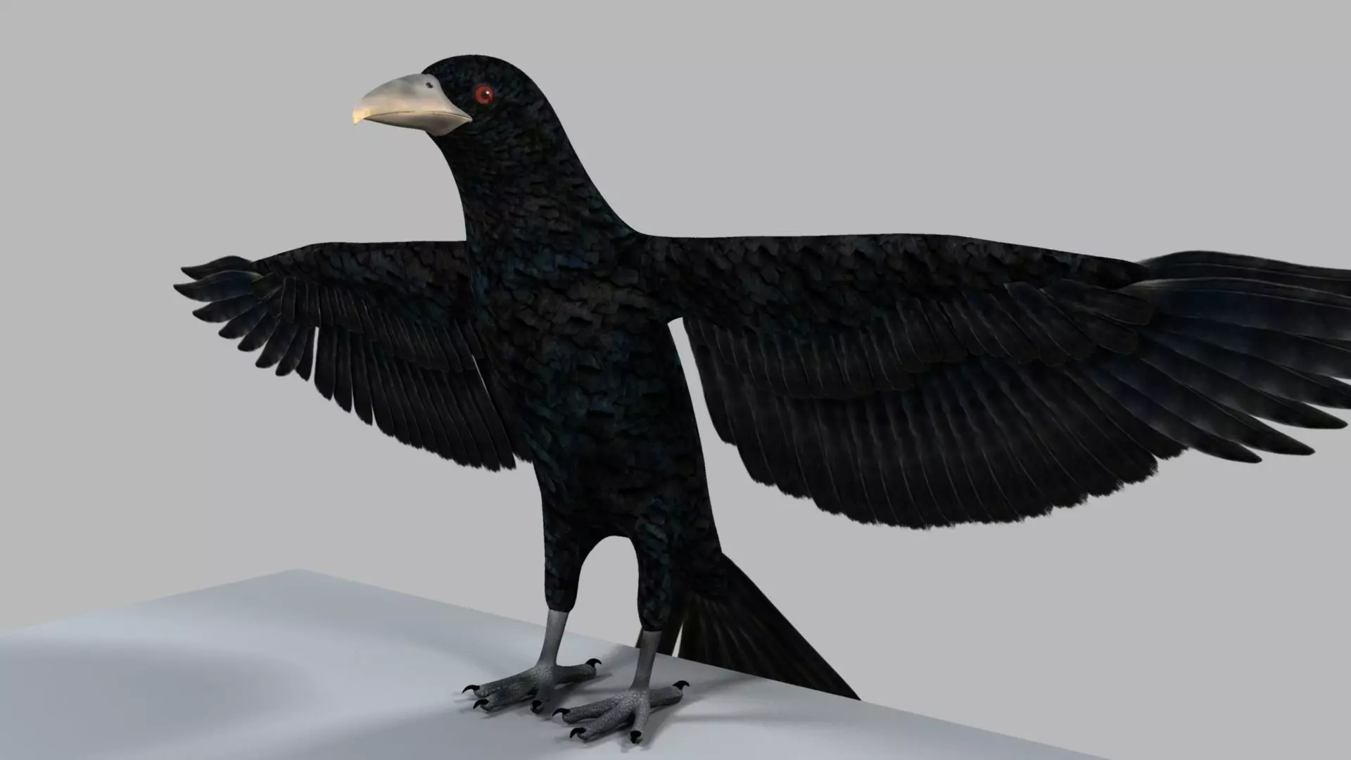 Kokila crow 3D model_0