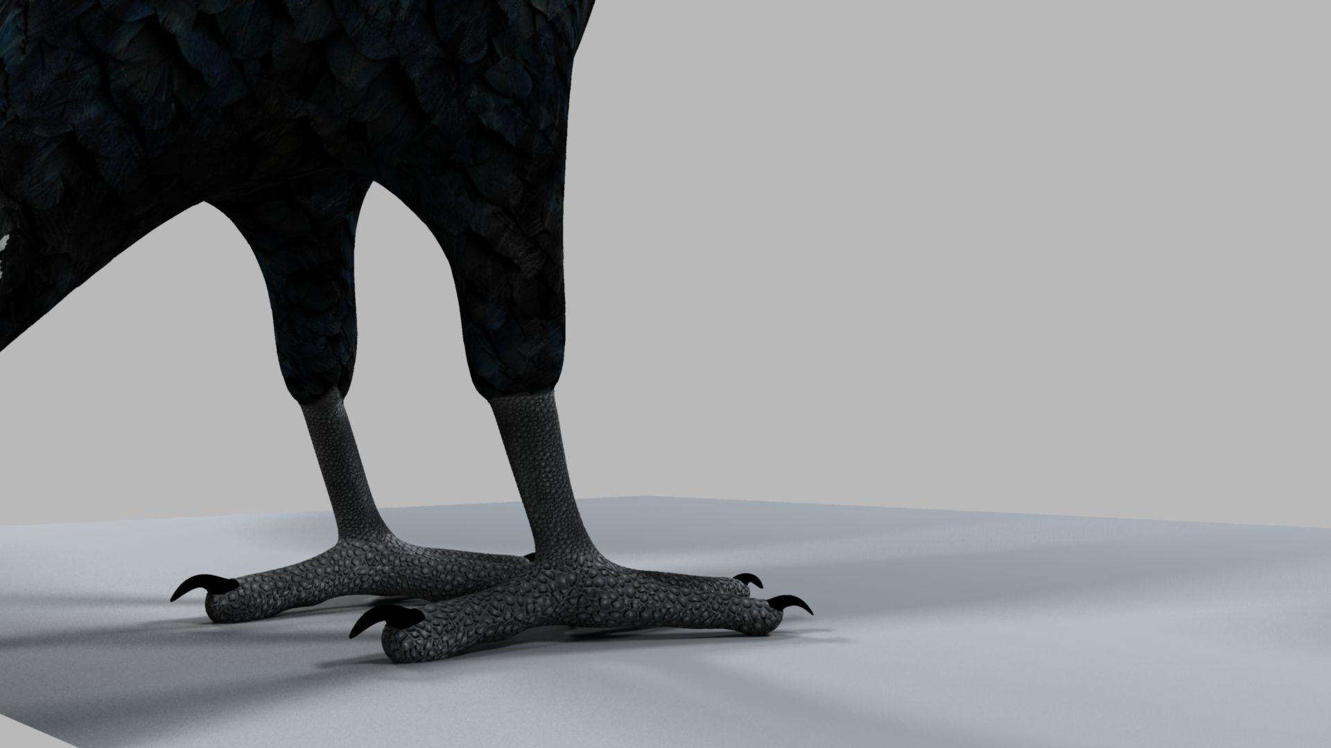 Kokila crow 3D model_25